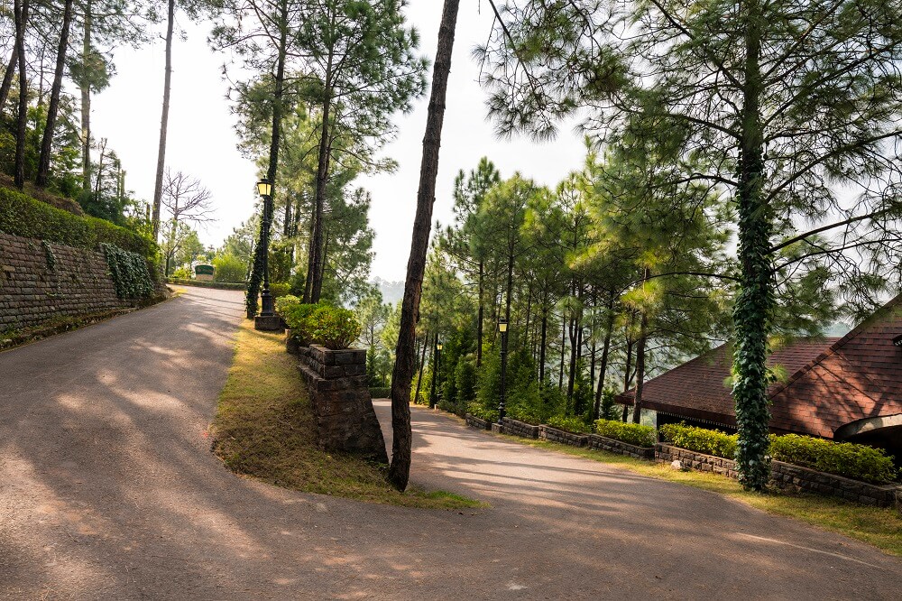 Winding road through pine forest leading to the villa
