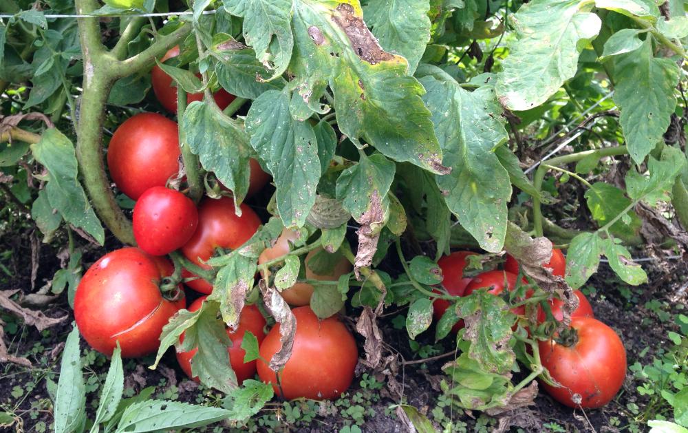 Tomato Disease Prediction System