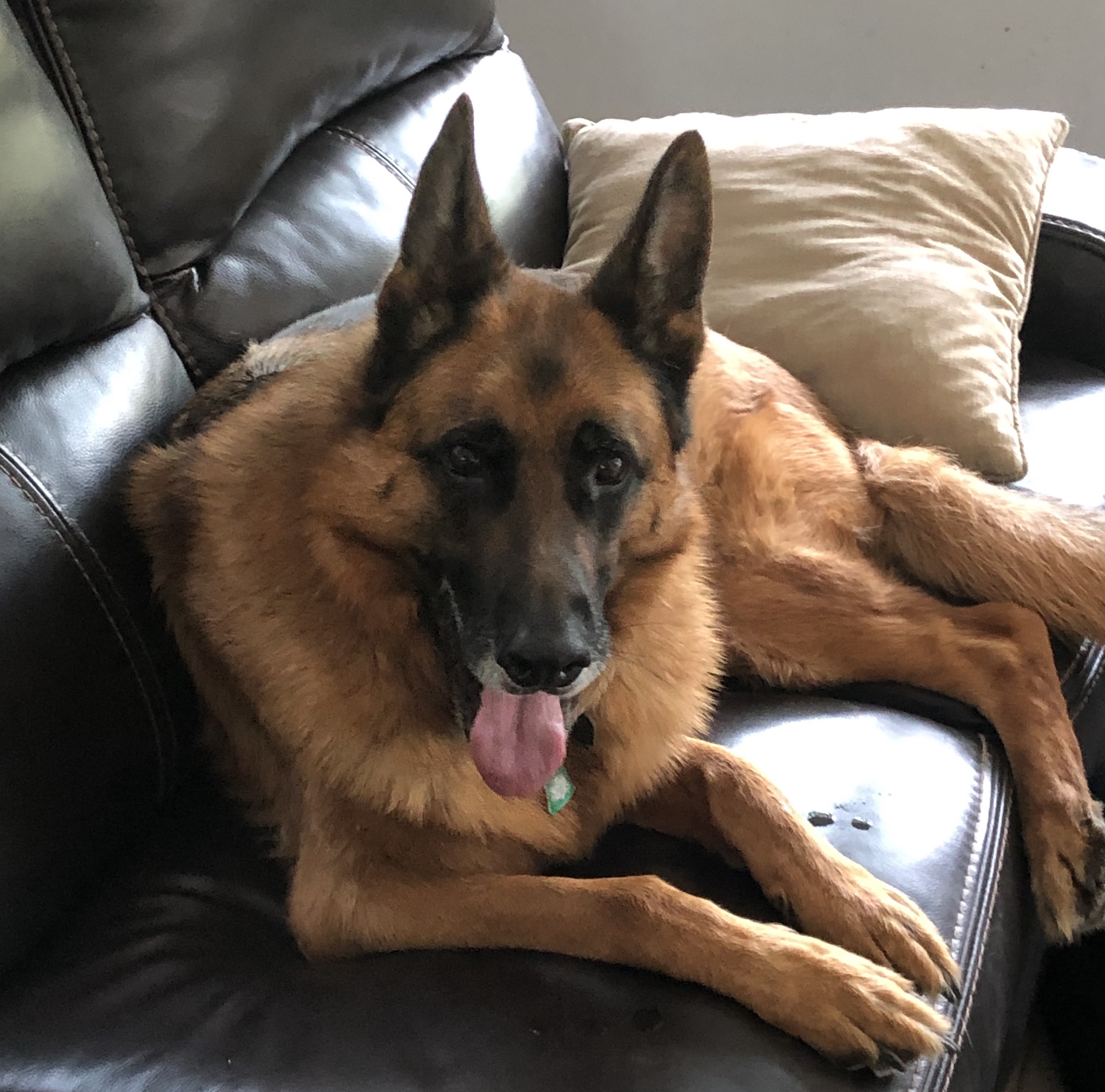 Senior dog resting in comfortable home setting