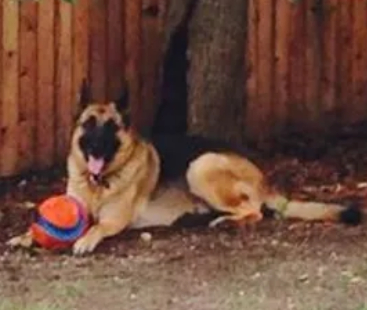 Senior with dog background