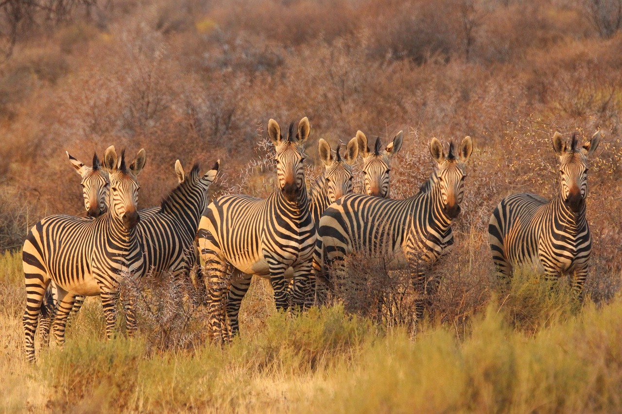 Zebras in Kruger National Park