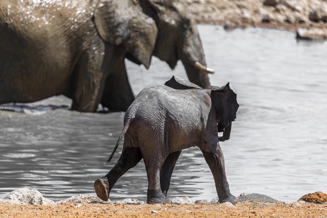 Elephants in Kruger National Park