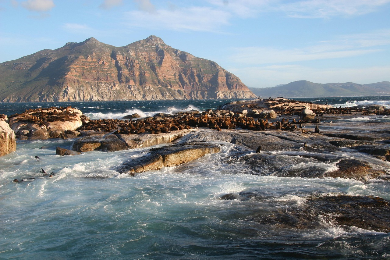 Seals at Duiker Island