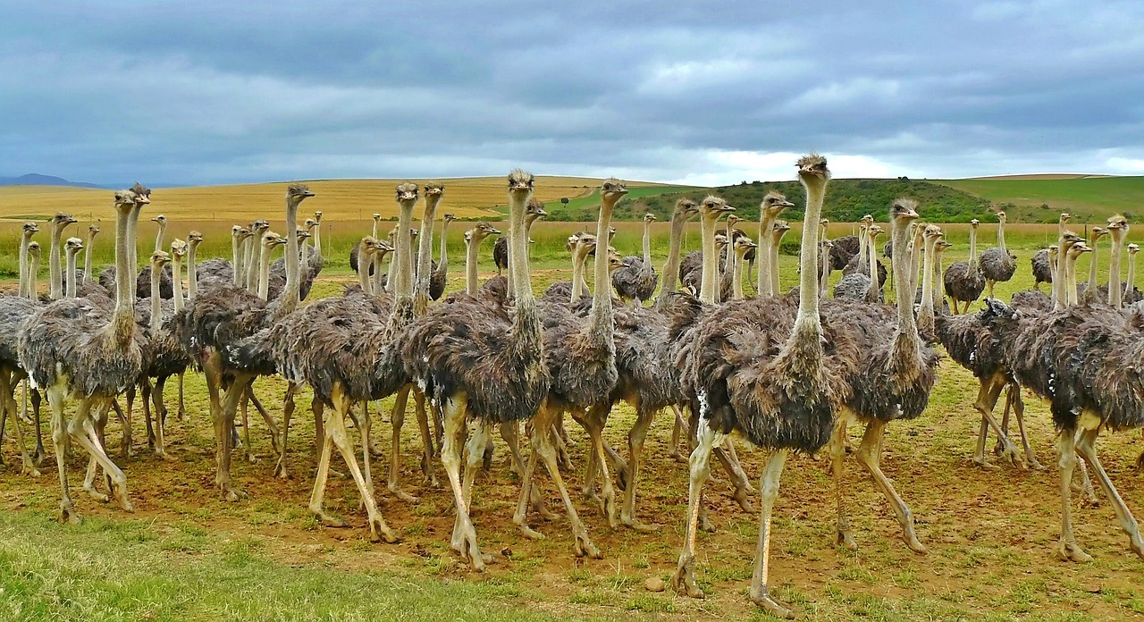 Ostriches in South Africa