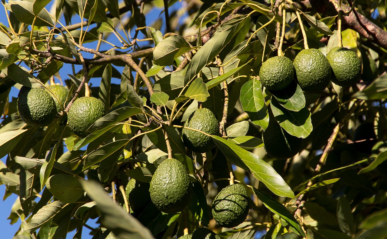 Hass avocado trees background