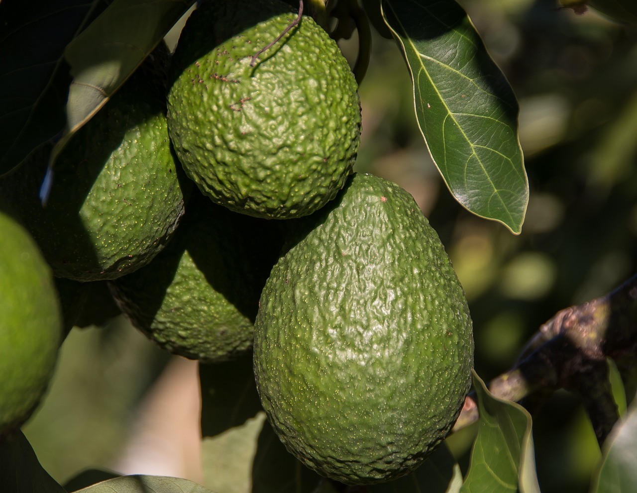 Hass avocado plantation
