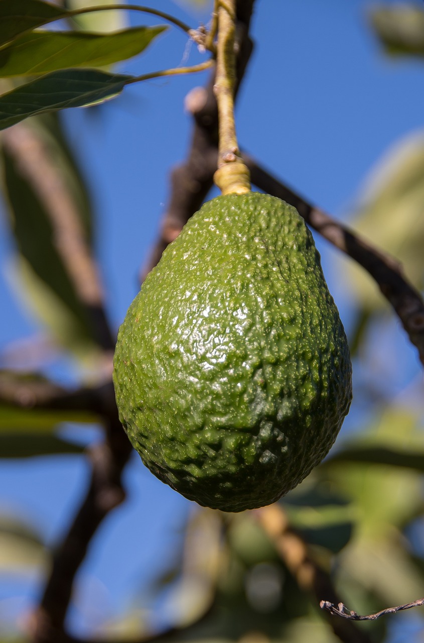 Avocado Production