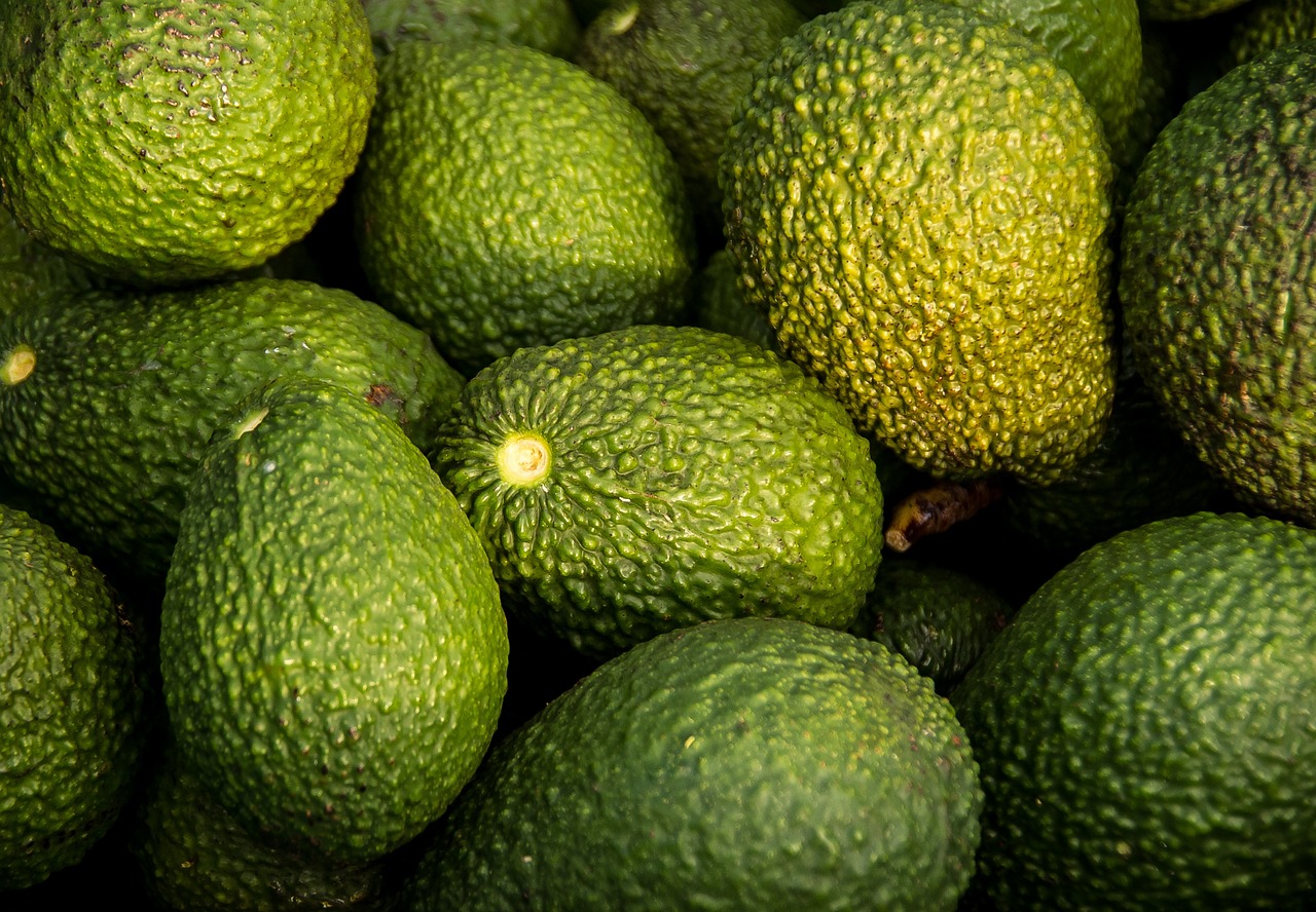 Hass avocados for export