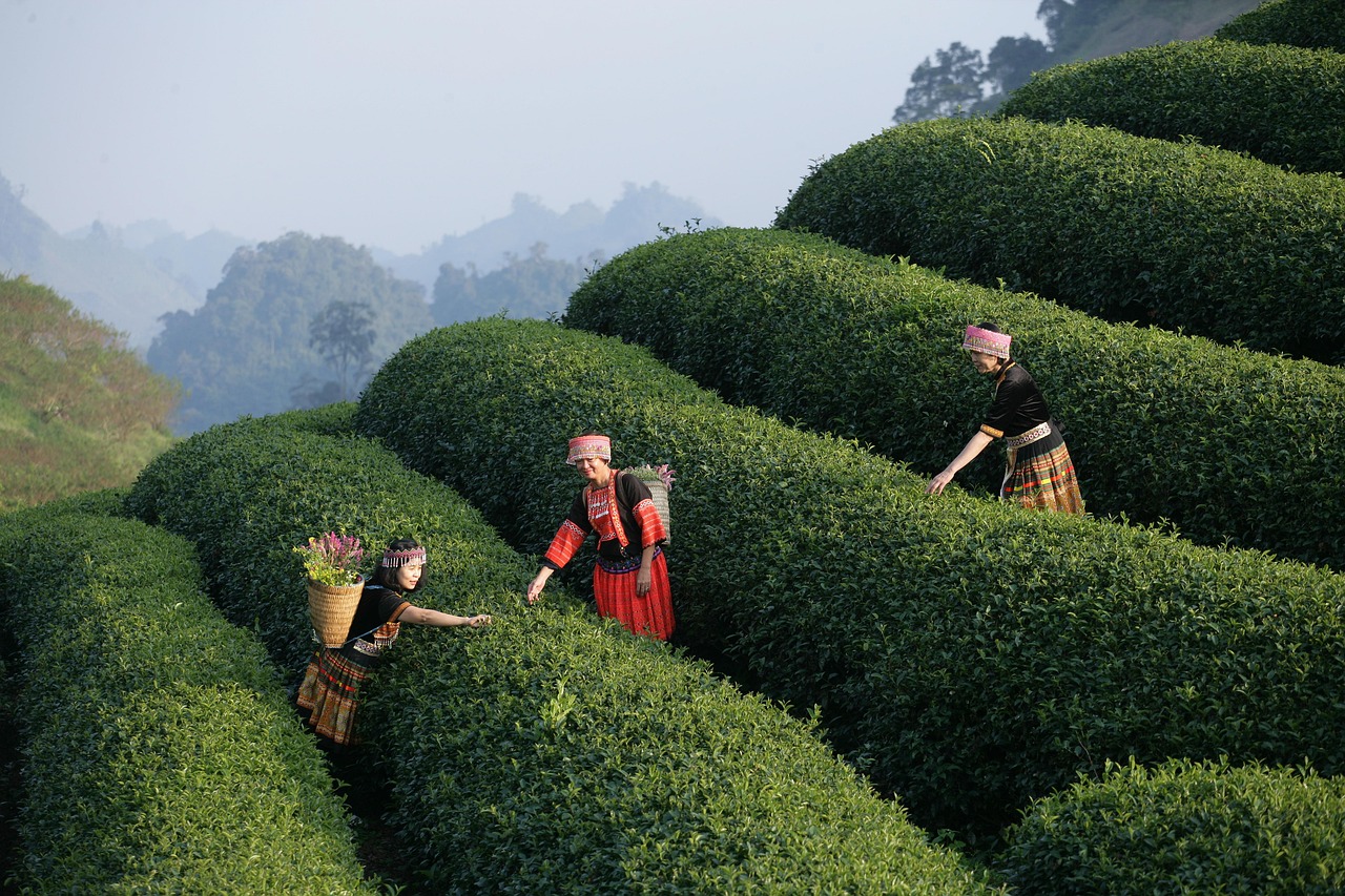 Outdoor dining adventure