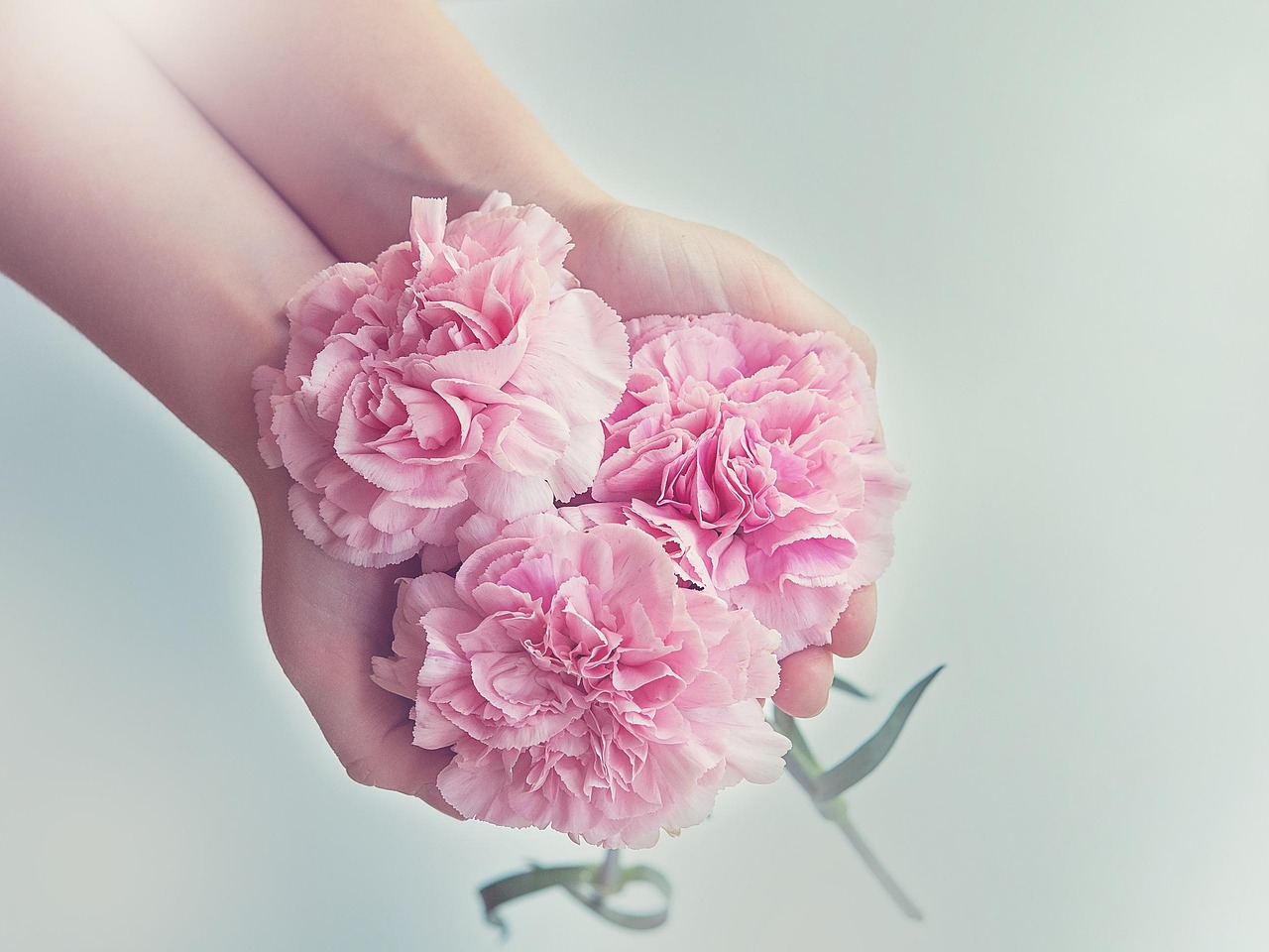Hands holding pink flowers