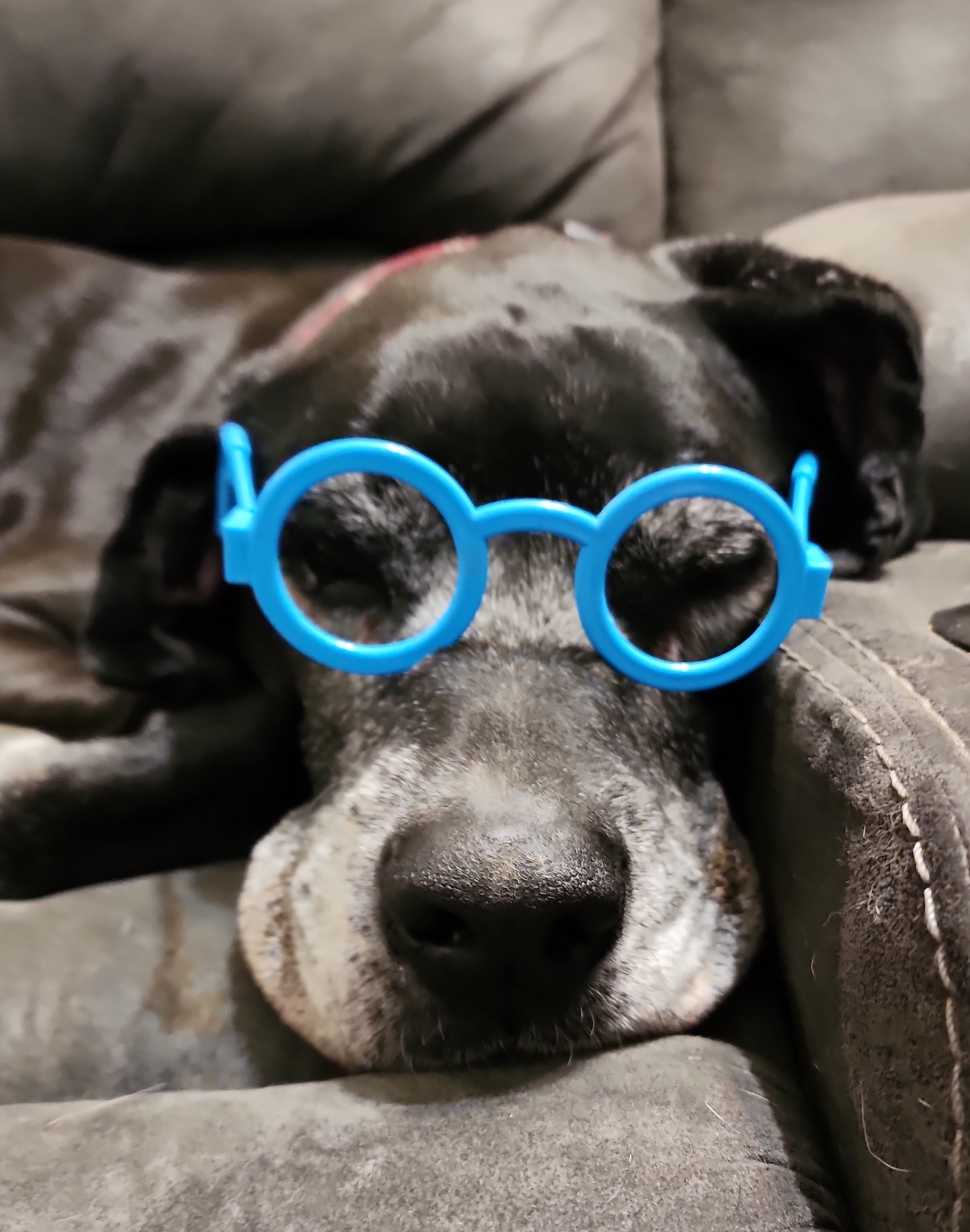 Dog with blue glasses on couch