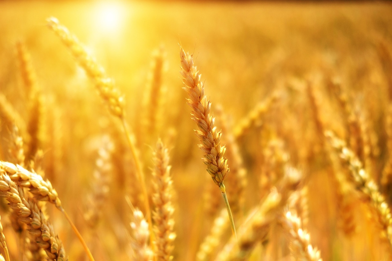 Golden sunset over wheat field