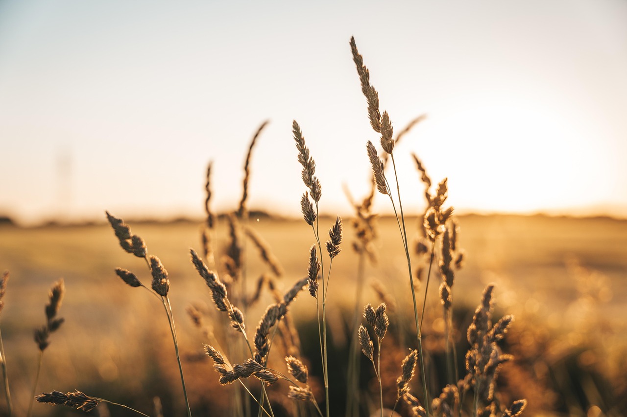 Golden wheat in sunset light