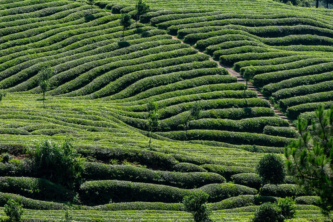 Tea plantation background