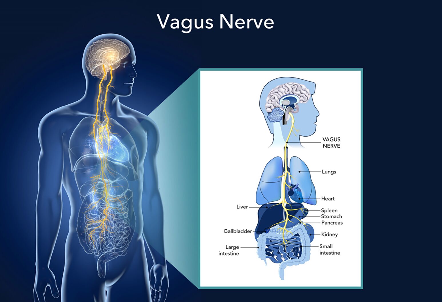 Vagus Nerve Anatomy