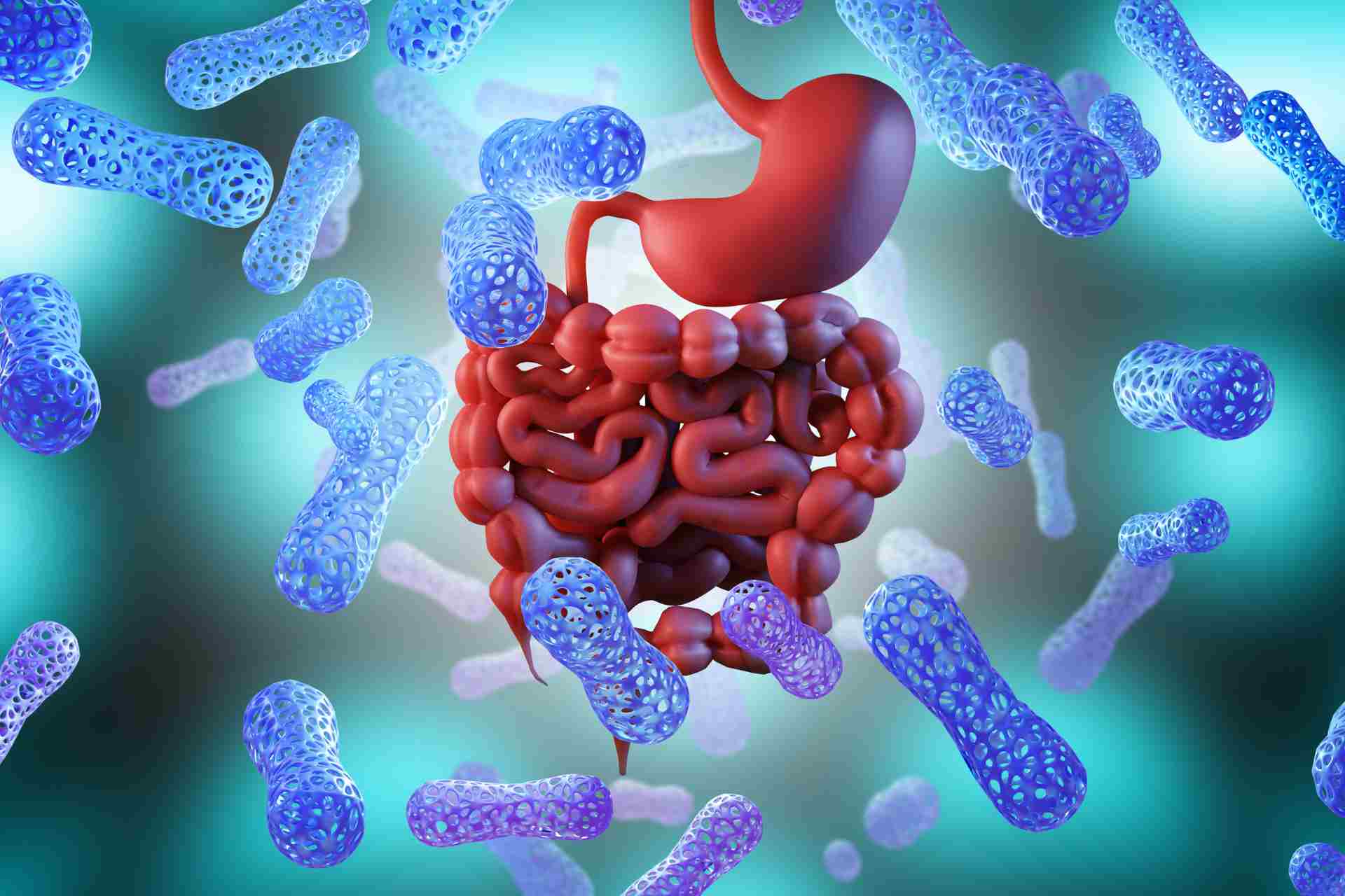 Gut bacteria and digestive system